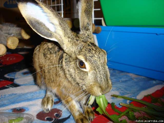 Pelu comiendo 3