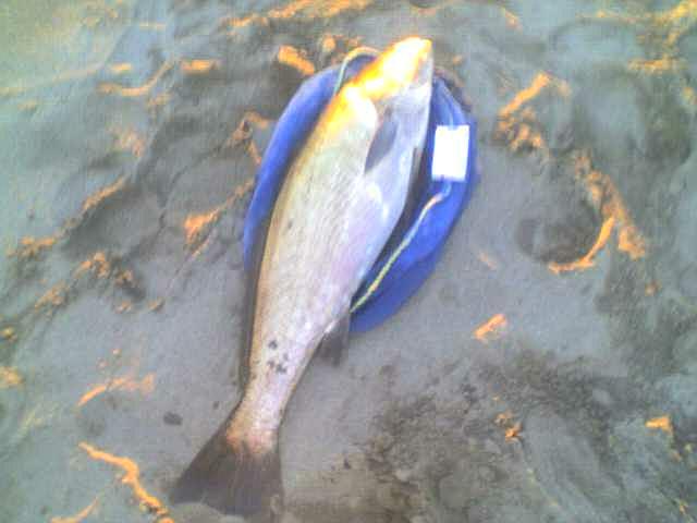 corvina de 9 kilos corvina de 9 kilos