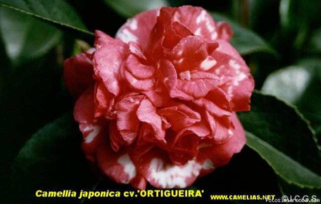 Camellia japonica ORTIGUEIRA