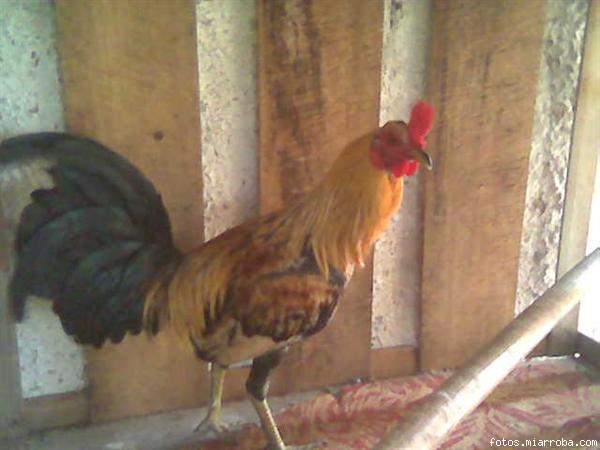 POLLO GIRO VERDE