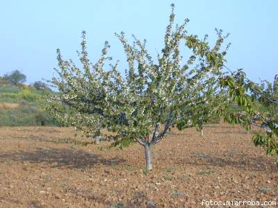 almendro