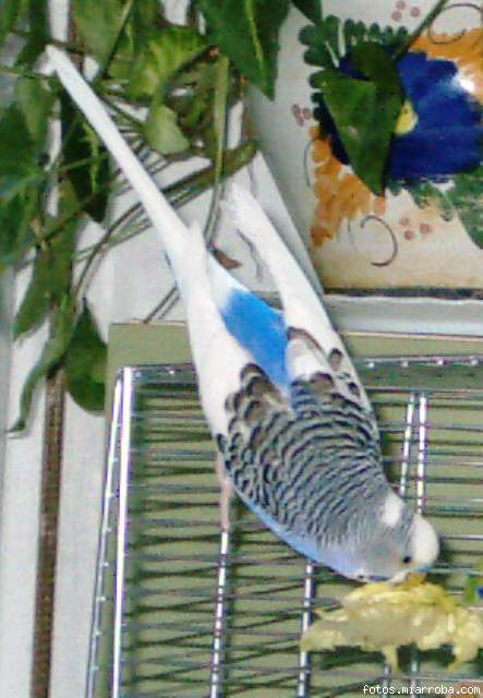 curro bocabajo comiendo