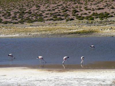 flamencos