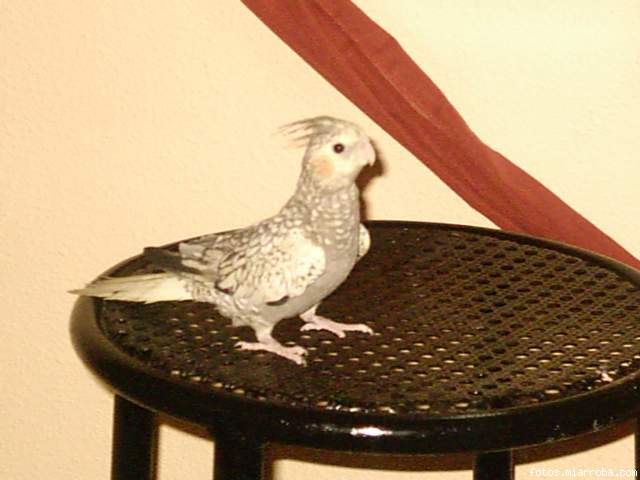fita