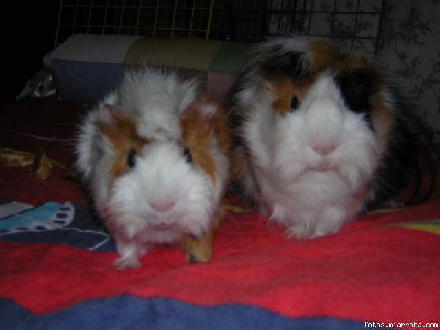 Mis dos gordos esperando su vitamina C