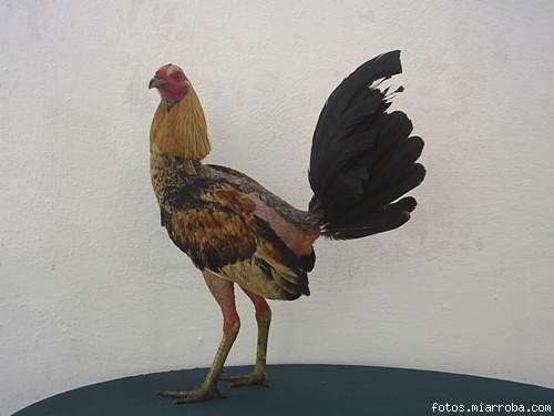 pollo giro pata VERDE pollo giro pata VERDE