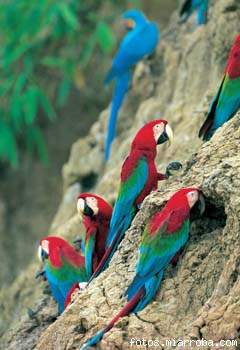 GUACAMAYOS EN LA SELVA PERUANA