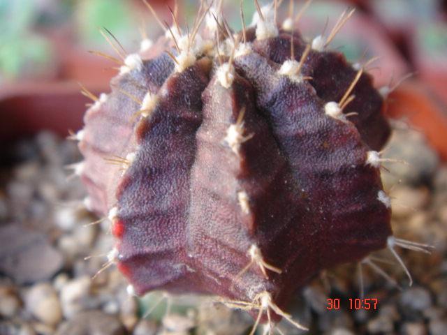 flor flor