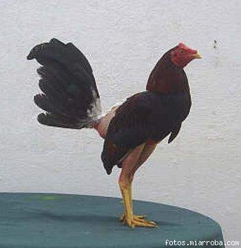 gallo zambo gallo zambo