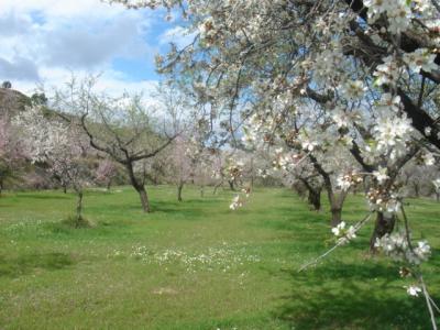 Benimantell, almendros