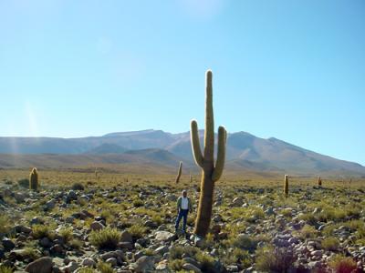 Echinopsis atacamensis ssp.atacamensis