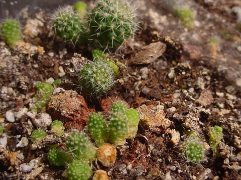 Rebutia Marsoneri