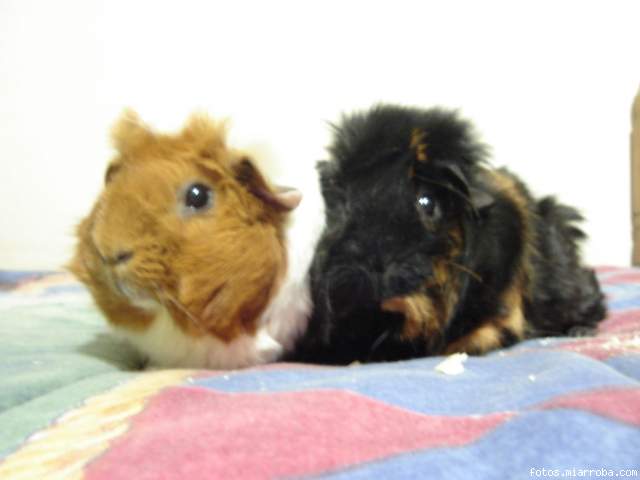 Renata y Jemima