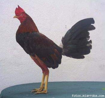pollo zambo pollo zambo