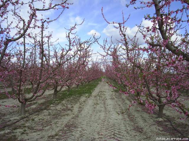 Anderos_Cieza_campo