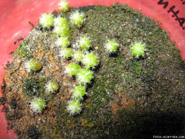 Mammillaria Hahniana