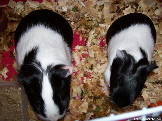 Betty y Lucy en caja