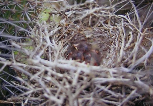 pichones de tenca en quisco