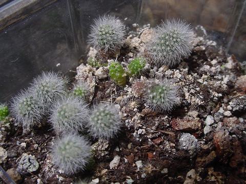 Rebutia muscula