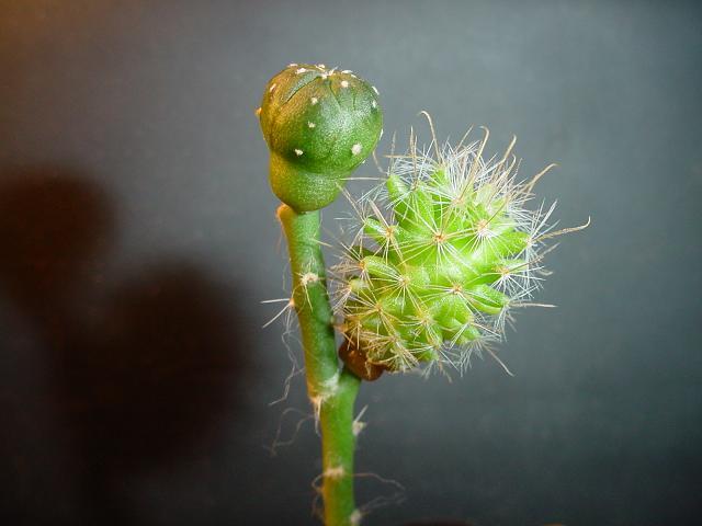 astro,mammillaria crinita