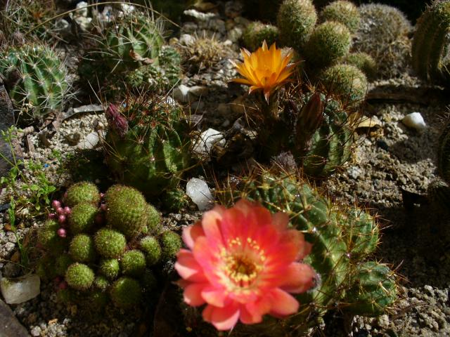 echinopsis