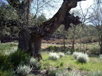 Roble y plantas, foto Charo y Jose