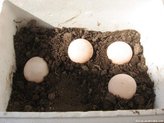 Disposicin huevos de 3ra puesta 2007