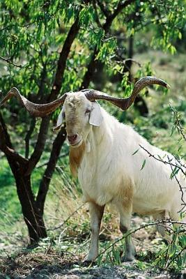 Macho de cabra valenciana, Foto J. Piera