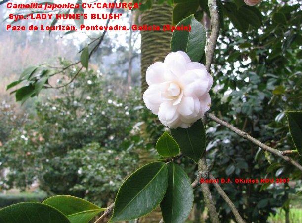Camellia japonica 'CAMURA'