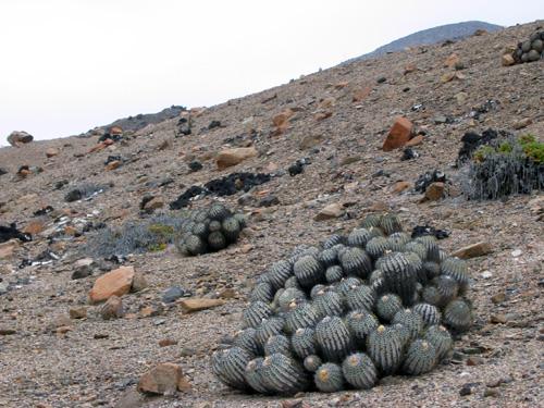 Copiapoa longistaminea