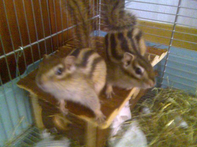 Goku (Detras) Tiffa (Delante) Posando pa la camara Goku (Detras) Tiffa (Delante) Posando pa la camara