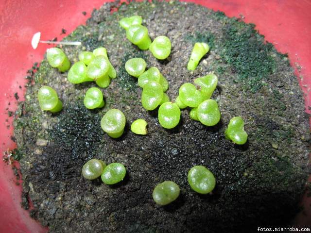 Lithops Fulviceps