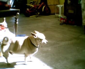 perro gordo perro gordo