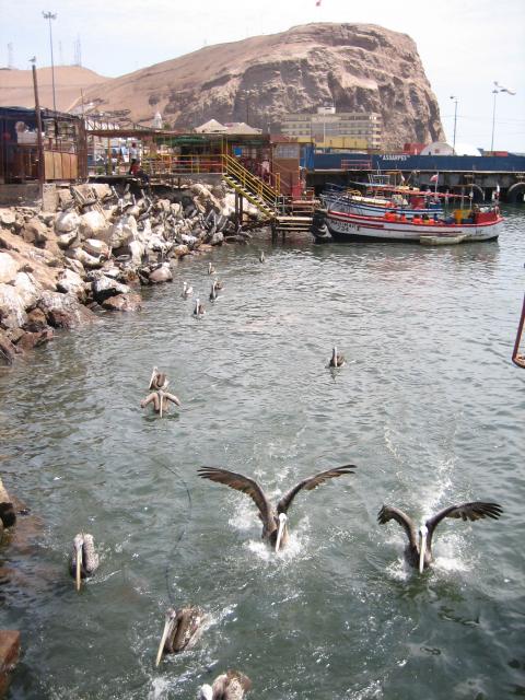 ARICA CIUDAD DE LA ETERNA  PRIMAVERA