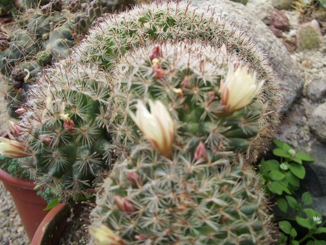 cristata mammilaria