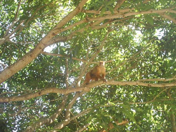 monito monito