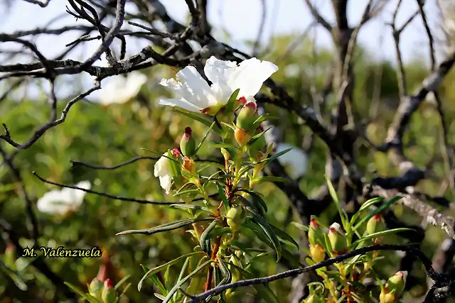 12, jara en flor, marca