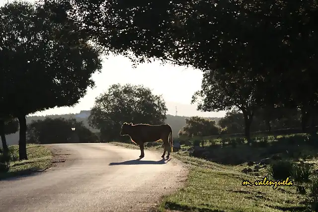 01, vaca a cobtraluz, marca