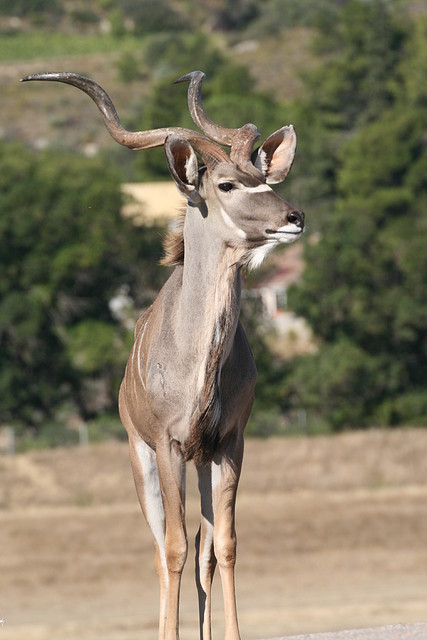 Zoo Lunaret + Sigean 18 i 19-09-10 1168 Zoo Lunaret + Sigean 18 i 19-09-10 1168