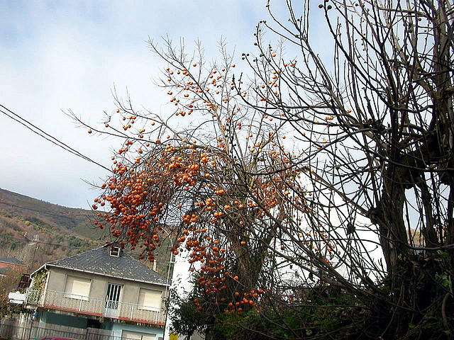 DSCN9474 DSCN9474