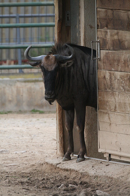 Zoo de Barcelona 23-02-11 353 Zoo de Barcelona 23-02-11 353