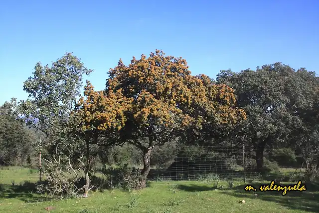 05, chaparro en flor, marca