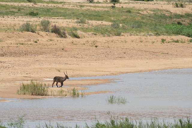 Johannesburg Kruger març 2009 1079 Johannesburg Kruger març 2009 1079