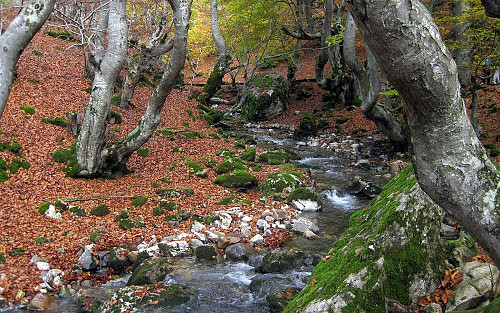 ciñera faedo ciñera faedo