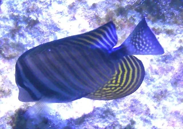 Zebrasoma desjardinii (16-8-13 Morsk? svet, Holesovice) Zebrasoma desjardinii (16-8-13 Morsk? svet, Holesovice)