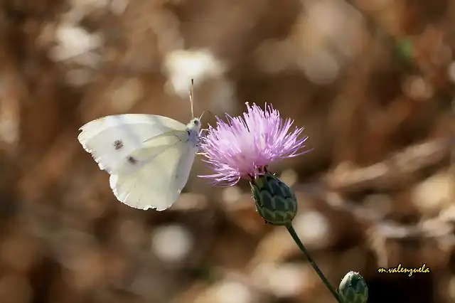 11, mariposa en la retama, marca