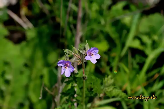 09, florecillas azules, marca