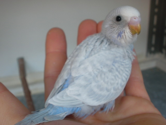 p4 4-12-11 p4 4-12-11