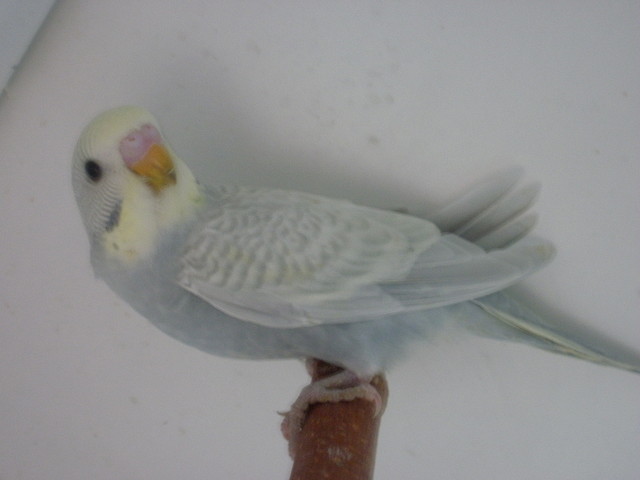 1 pollo 4-12-11 1 pollo 4-12-11