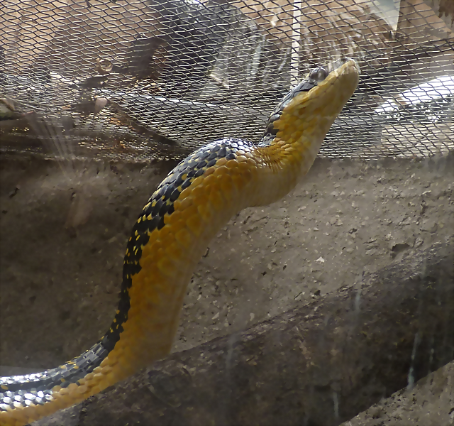 Pseustes shropshirei 1 (7-10-23 Bioparque Amaru, det as Phrynonax) Pseustes shropshirei 1 (7-10-23 Bioparque Amaru, det as Phrynonax)